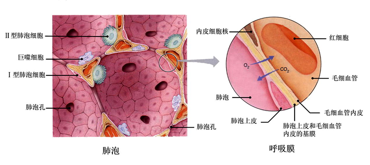 7-22肺泡和呼吸膜的构造.jpg