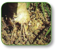 pagenumber_ebook=159,pagenumber_book=146