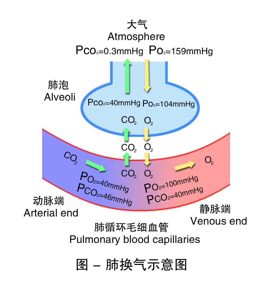 8-肺换气示意图.jpg
