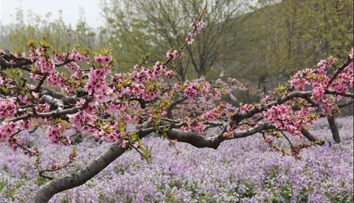 微信图片_20200408091826 微信图片_20200408091826.jpg