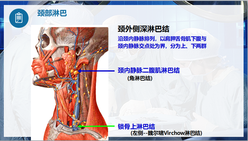 颈部淋巴.png