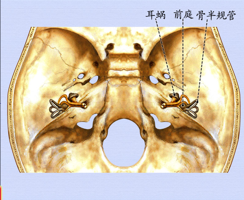 内耳的位置.png