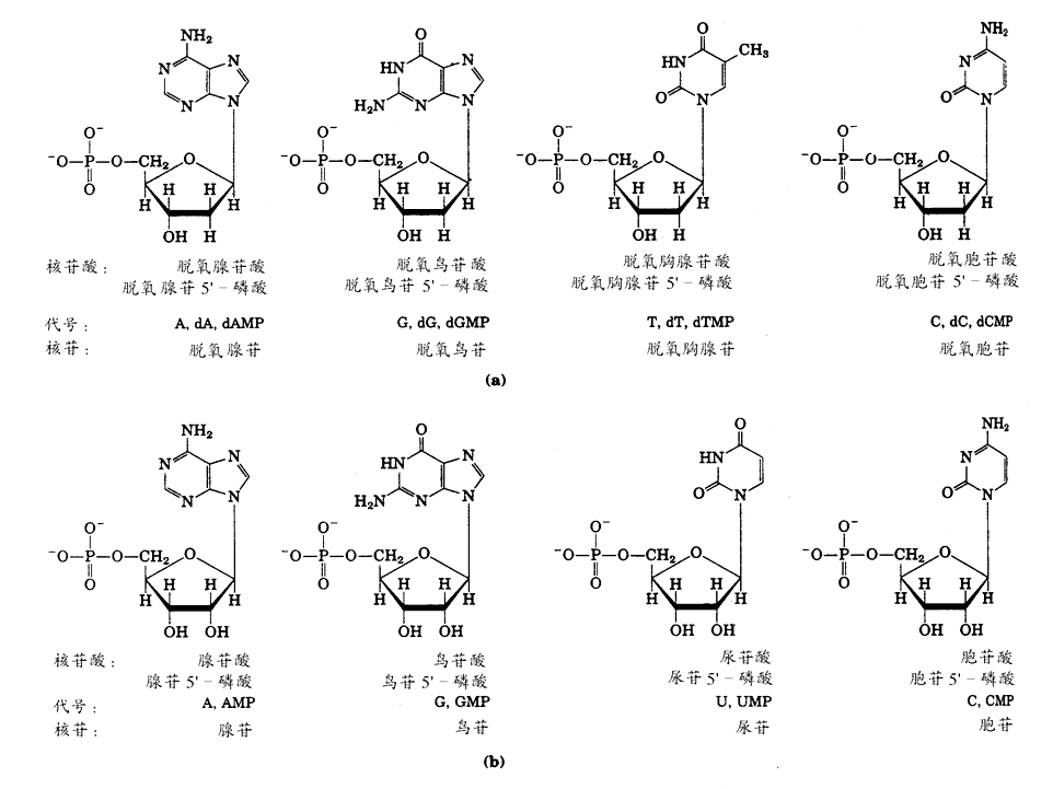 二,生物体内重要的核苷酸衍生物