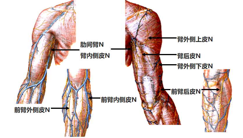 8.21 上肢的皮神经.png