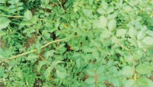 pagenumber_ebook=76,pagenumber_book=68