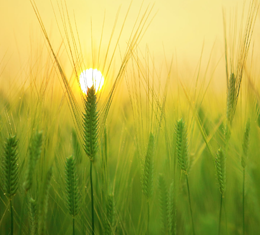 微信图片_20220523090842 微信图片_20220523090842.png