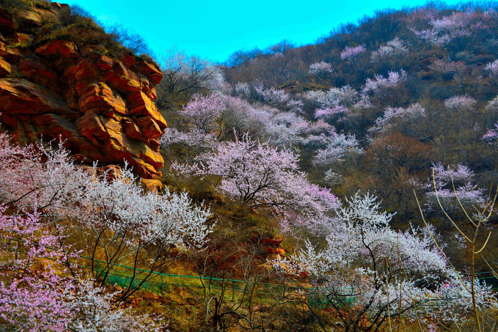 15九龙峡万亩桃花副本