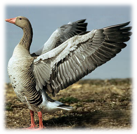 image071 image071.png?v=1764640555647