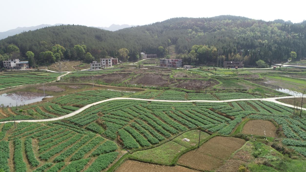 九牛坳富硒蔬菜产业园2