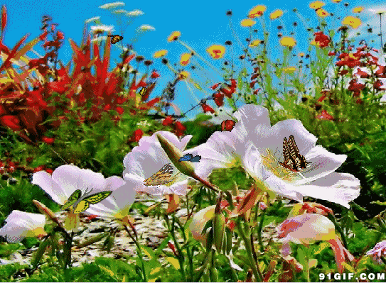 微信图片_20210422095440 微信图片_20210422095440.gif