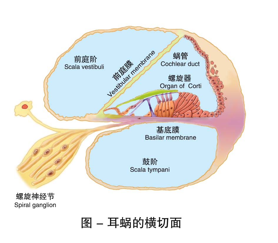 23-耳蜗的横切面图.jpg