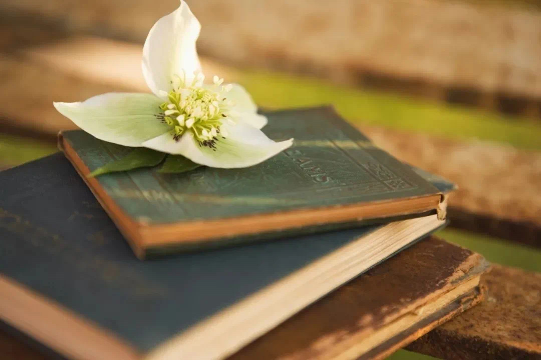 IMG_5918(20200608-102336) IMG_5918(20200608-102336).jpg?v=1765852933934