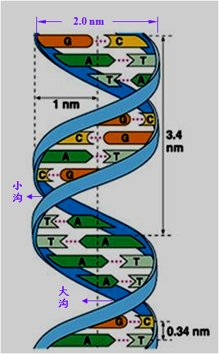 3. dna的双螺旋结构稳定因素
