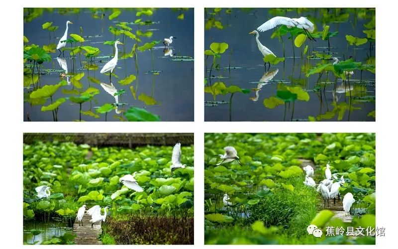 微信图片_20220804151859 微信图片_20220804151859.jpg?v=1766027747636