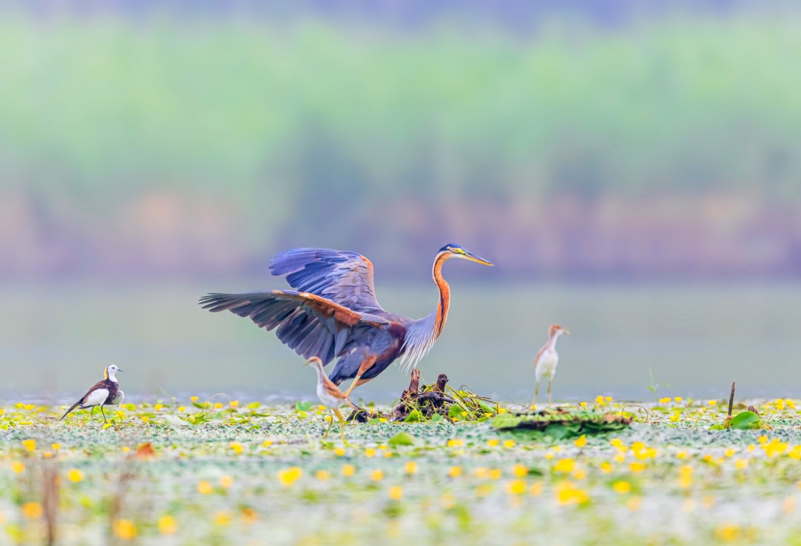 007dll2Jly4h6owdl64gtj31800u0n0r