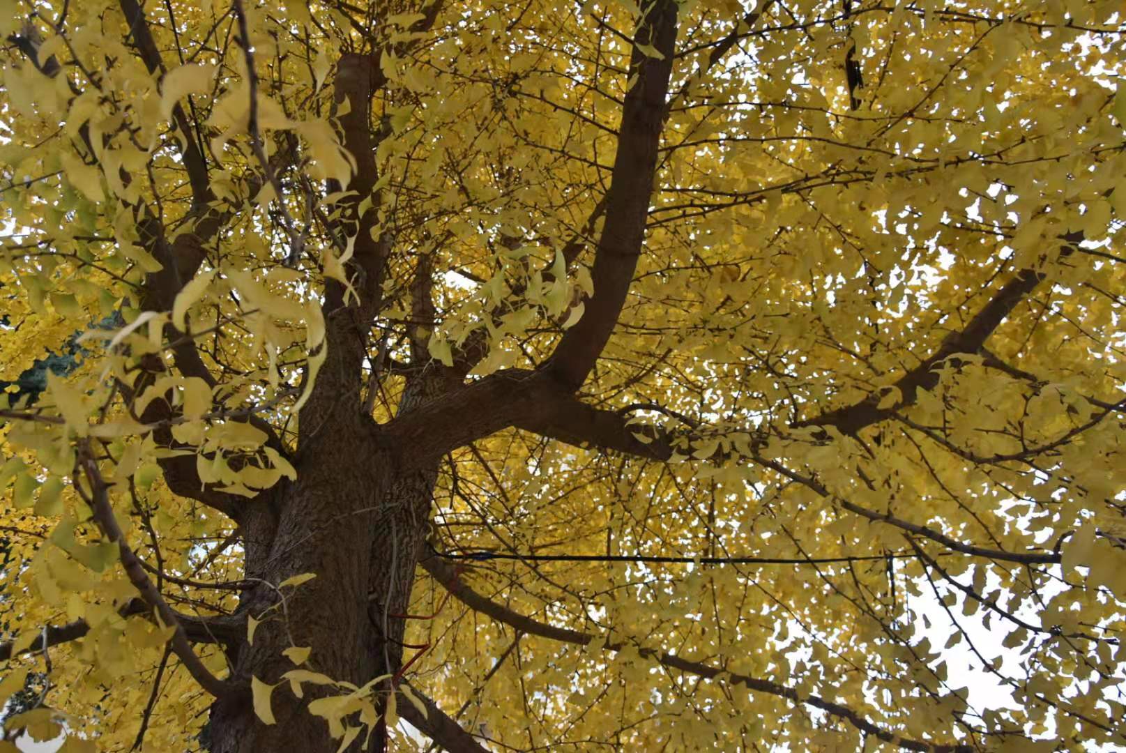 c12ddf401ec45061a34fcc2dd8a166a c12ddf401ec45061a34fcc2dd8a166a.jpg