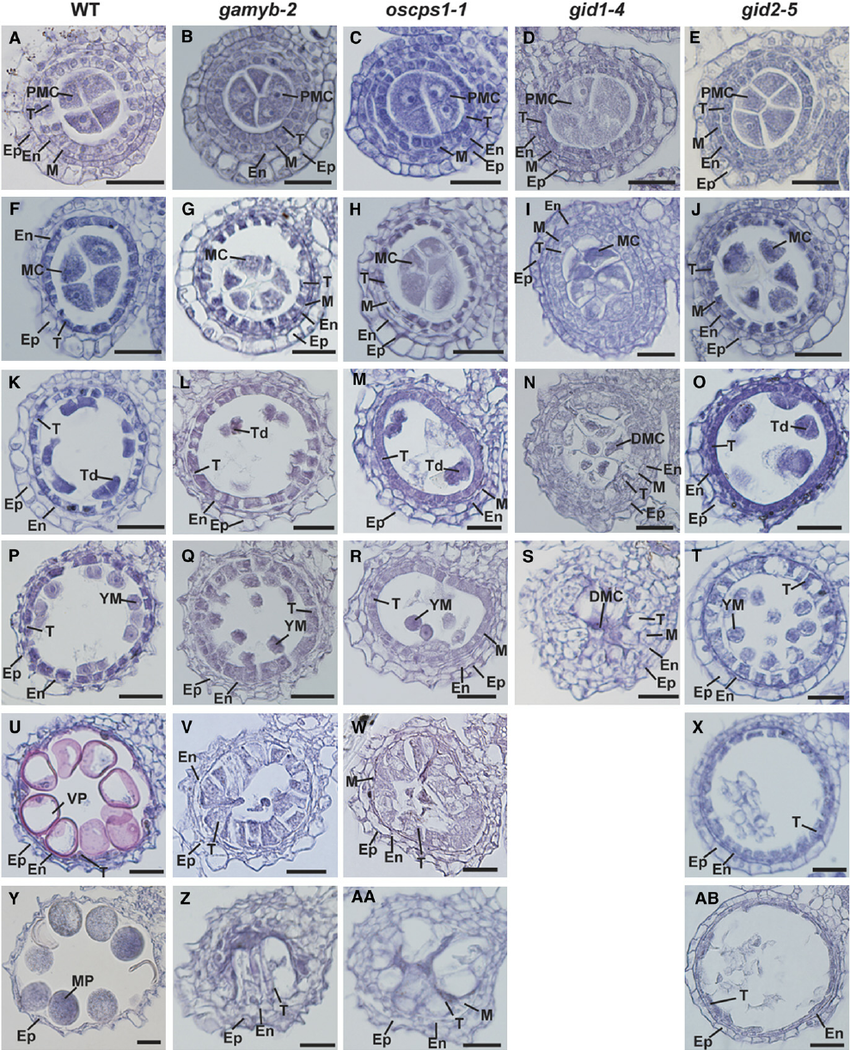 Histological-Analysis-of-Anther-Development-in-Wild-Type-and-GA-Related-Mutants.png