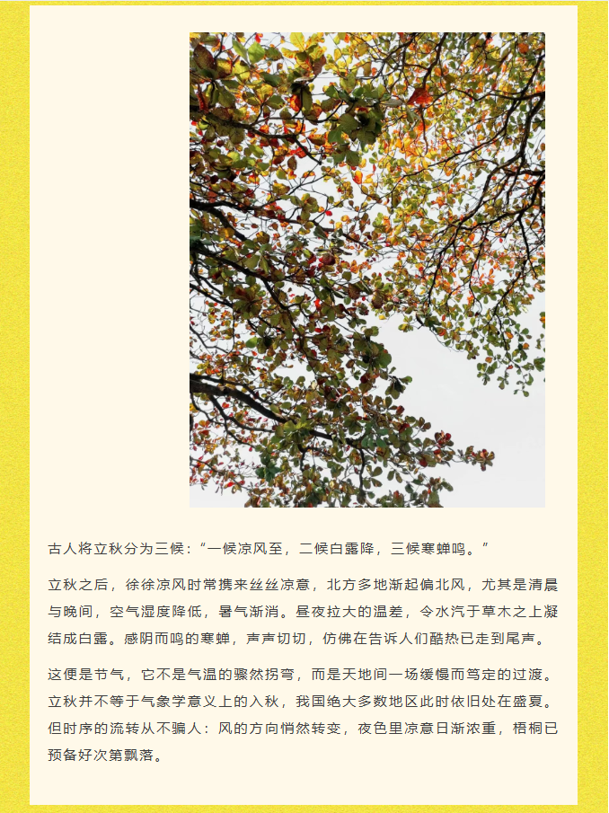 image.png?v=1786659430803