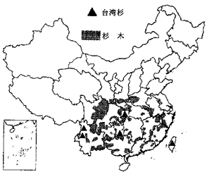 分布图7 杉木、台湾杉分布图