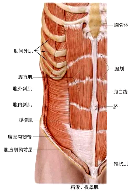 腹直肌.jpeg