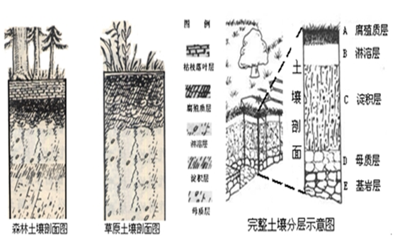 土壤是由什么东西组成的 土壤