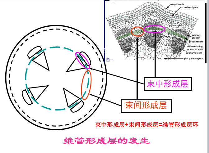 形成层的发生.png