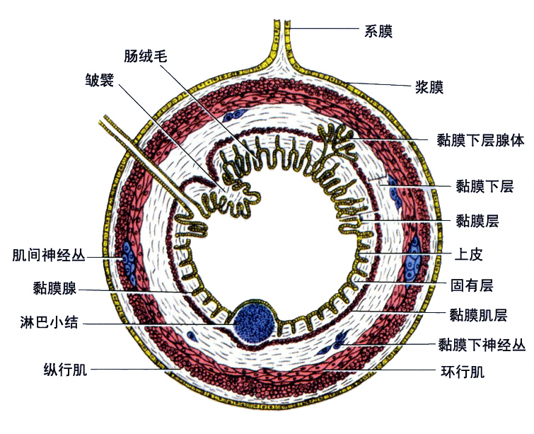 消化管结构.jpg