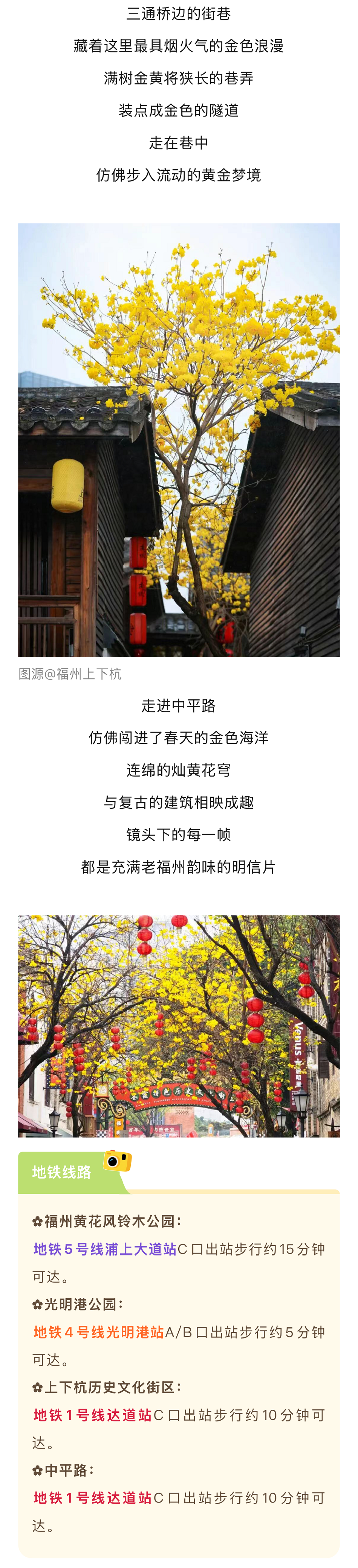 20260401【资讯】鎏金黄、梦幻紫、浪漫粉……福州的春色藏不住了！错过再等一年！3png