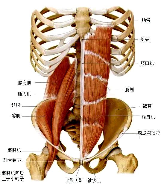 腰大肌.jpeg