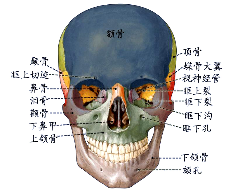 颅骨前面.JPG