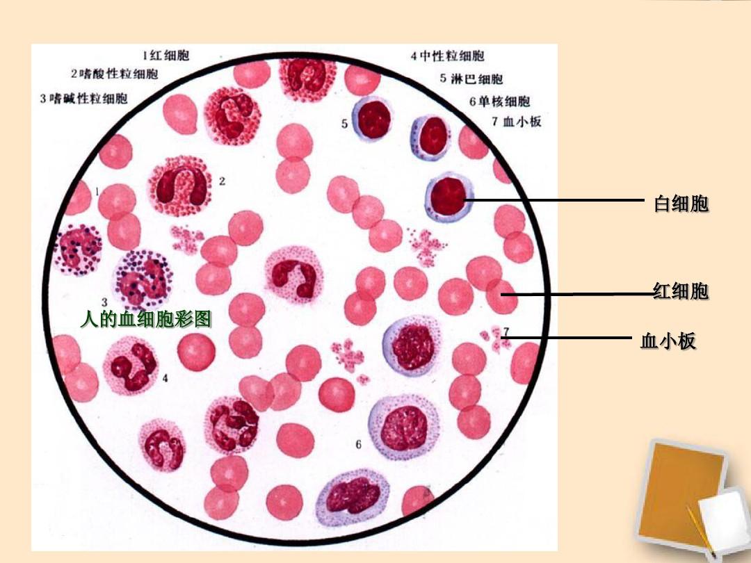 红细胞白细胞血小板图图片