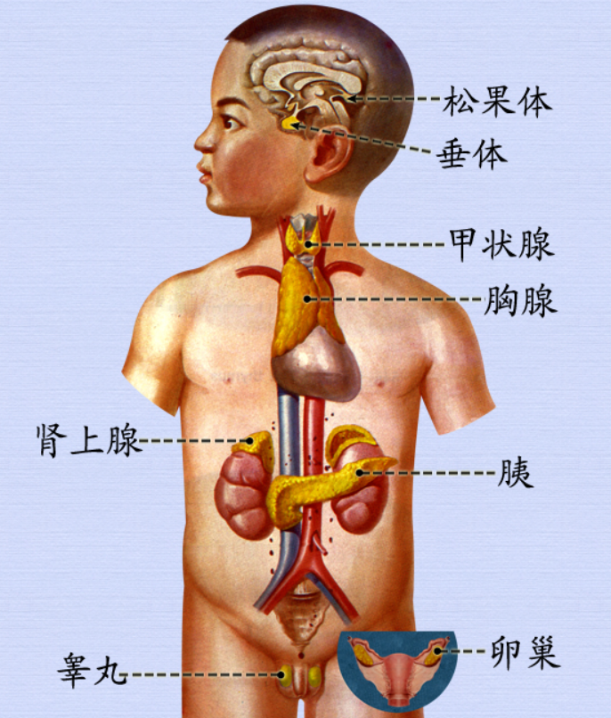 内分泌器官.png