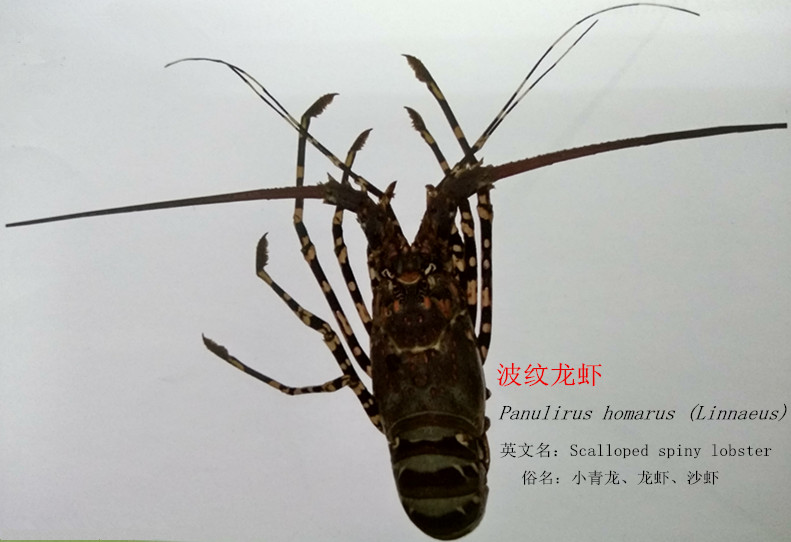 波纹龙虾.jpg