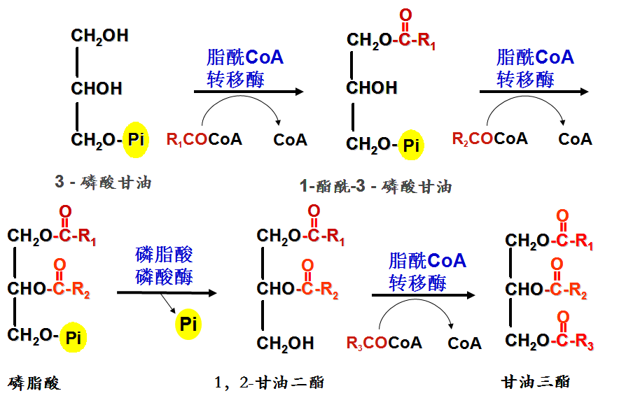 从头合成:每经历一次缩合,还原,脱水,还原的循环反应,脂肪酸延长两个