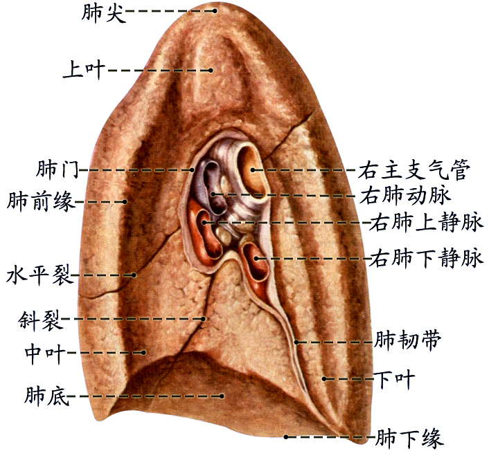 右肺内侧面.jpg