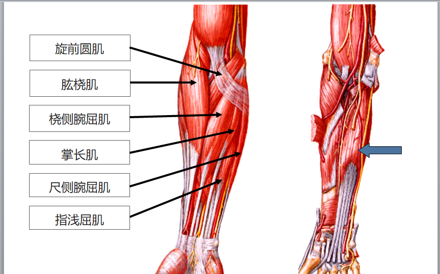 8.19 前臂肌前群1.png