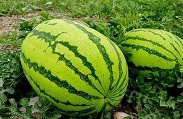 这二十首关于中卫的竹枝词
