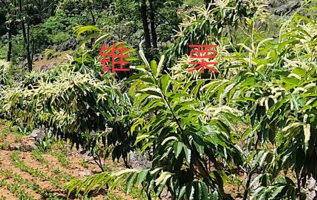 图片39 图片39.png