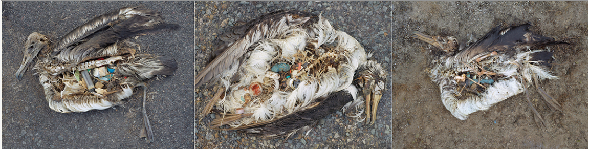 Ocean Plastic Pollution.png