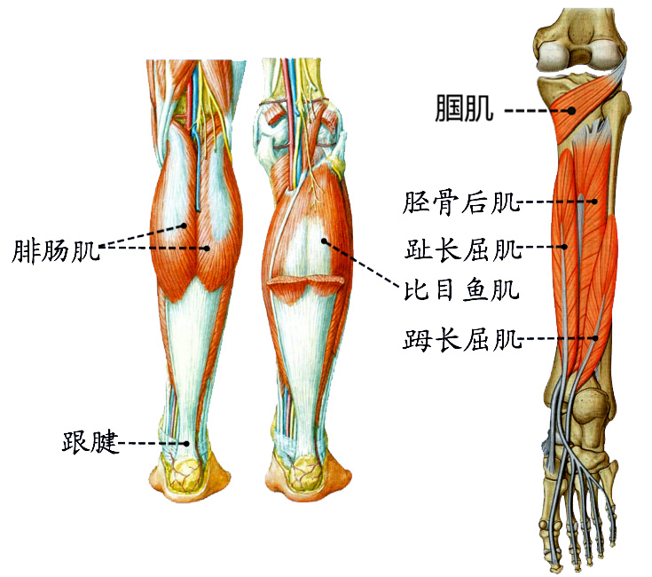 小腿肌后群.jpg