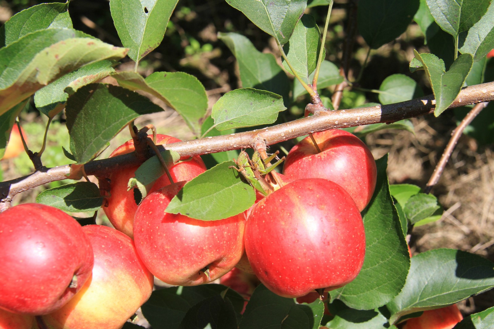 小四平 (85)_meitu_2