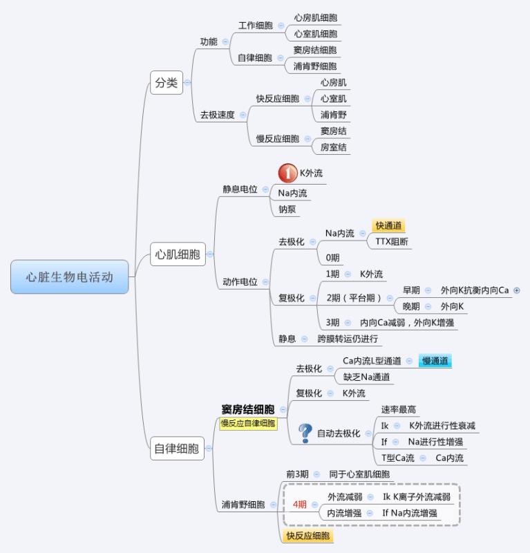 心肌生物电.jpg