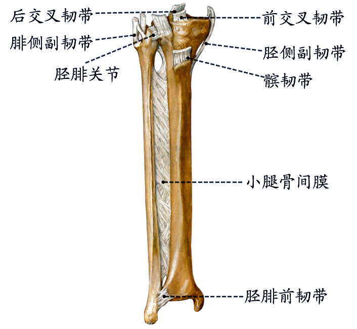 小腿骨连结.jpg