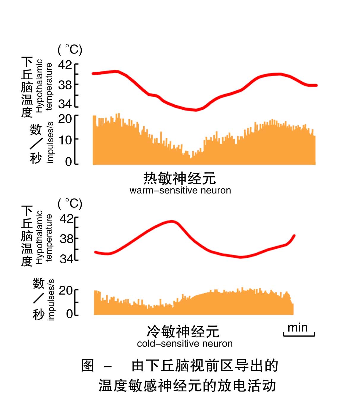 10-由下丘脑视前区导出的温度敏感神经元的放电活动 .jpg