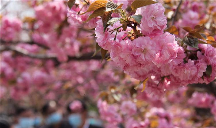 微信图片_20200408091824 微信图片_20200408091824.png