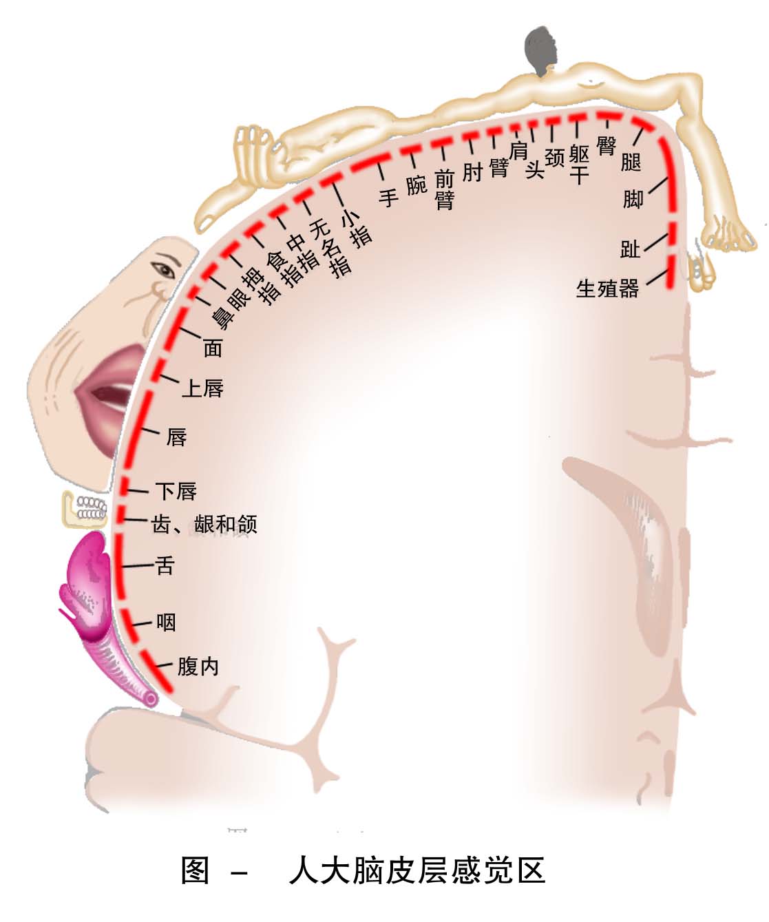 18-人大脑皮层感觉区.jpg