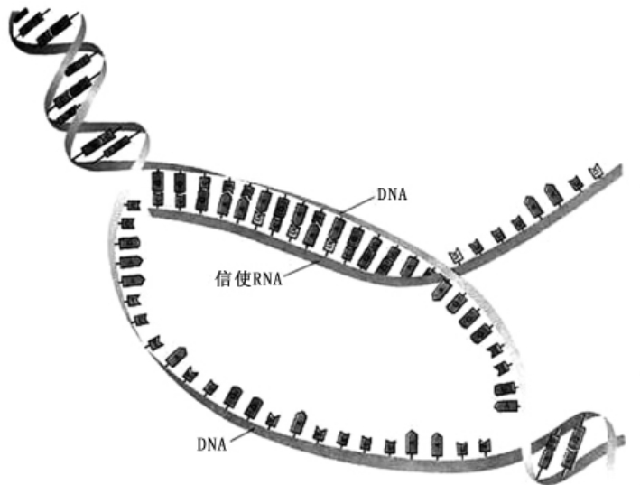 img25