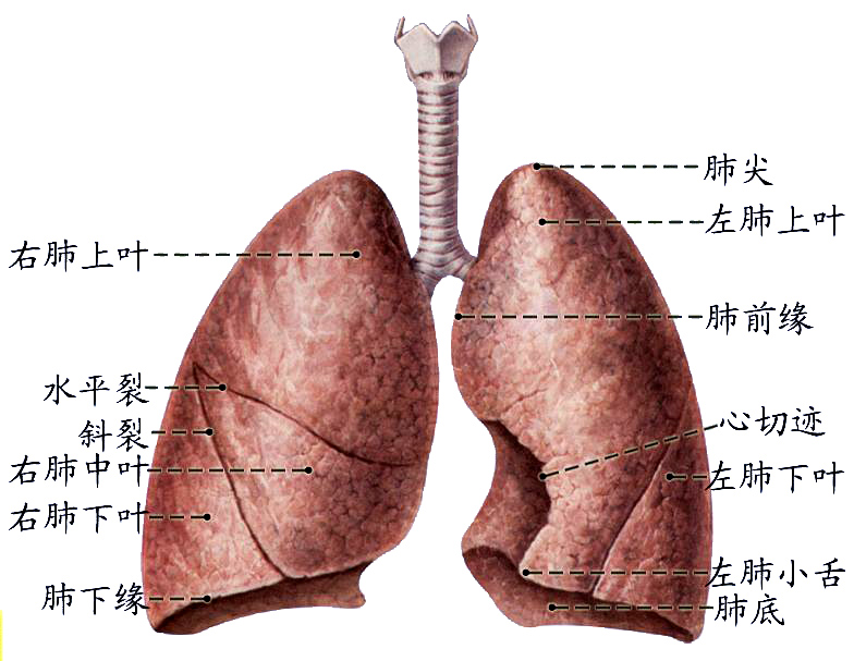 左右肺.JPG