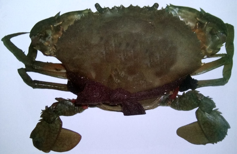 锯缘青蟹.jpg