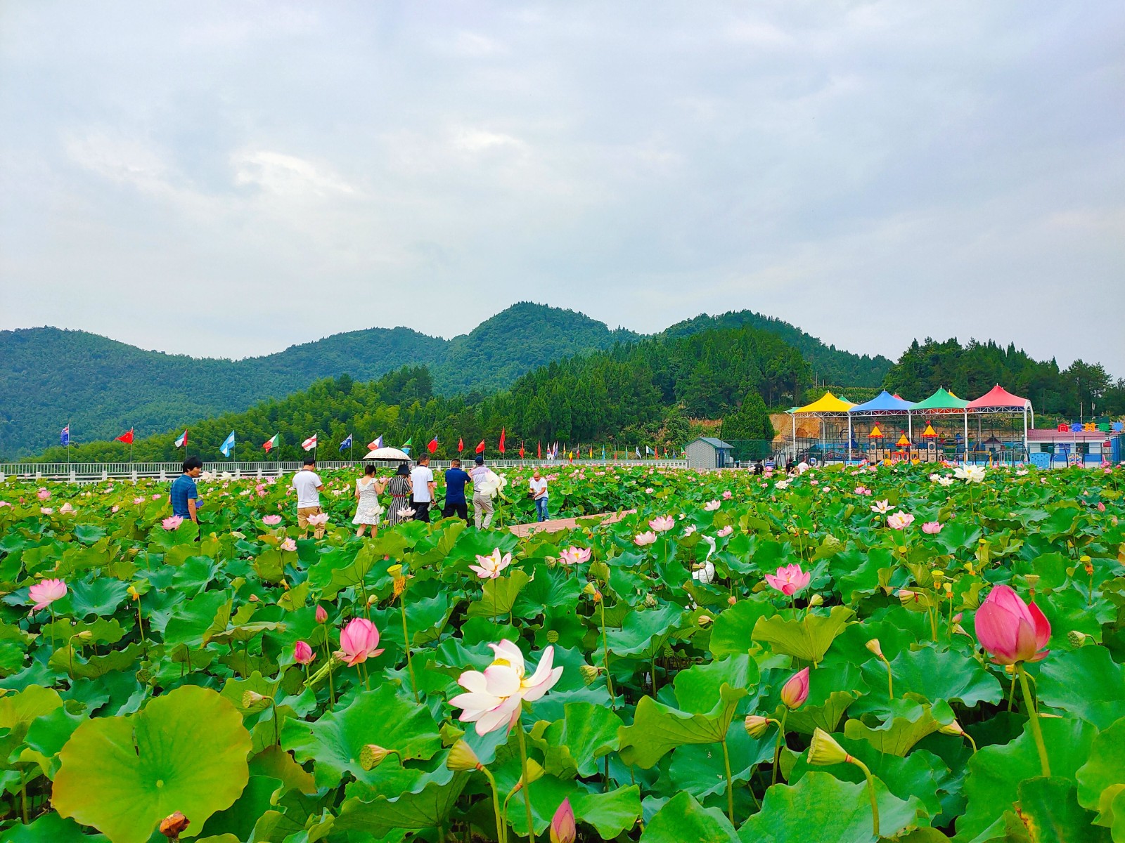 荷花鱼基地 荷花鱼基地